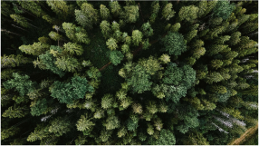 Healthy trees in forest.